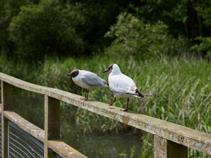 Ballyclare Area Image